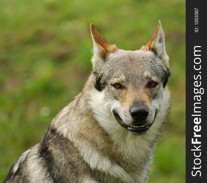 Czeslovakian wolfdog portrait, dog, wolf