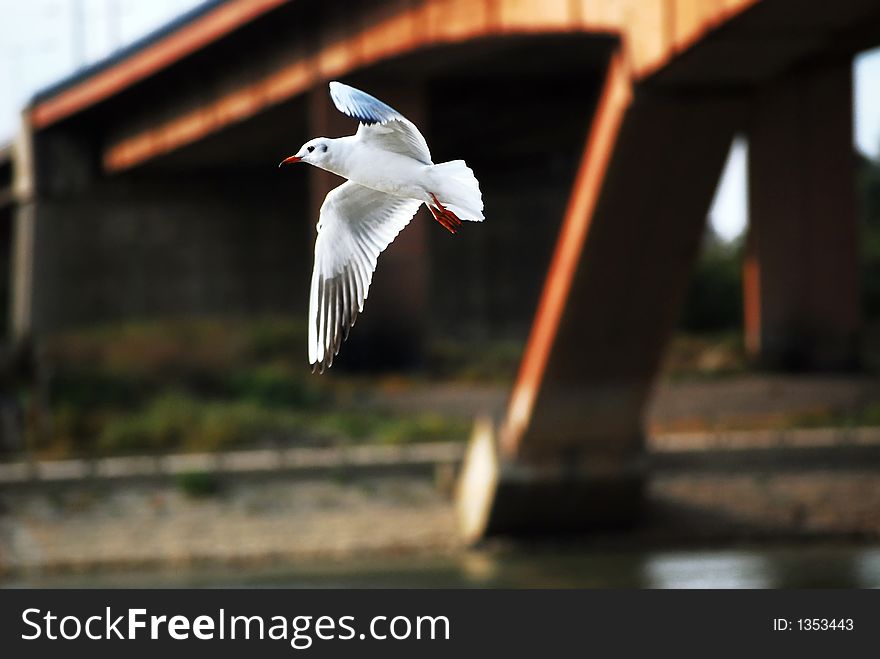 River gull fly over the river