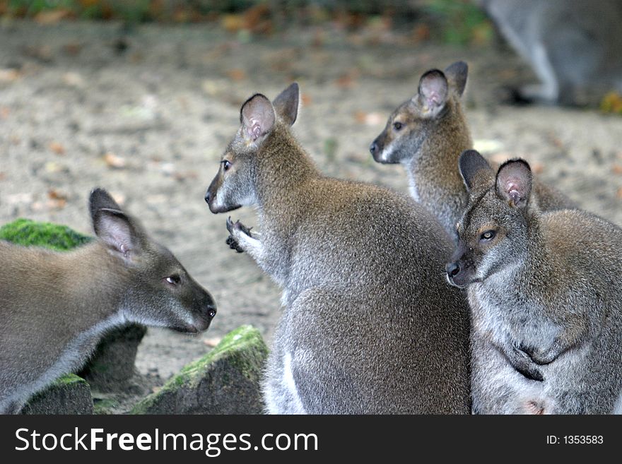 Red-necked wallabies are named for the reddish fur on their napes and shoulders. Red-necked wallabies are named for the reddish fur on their napes and shoulders.