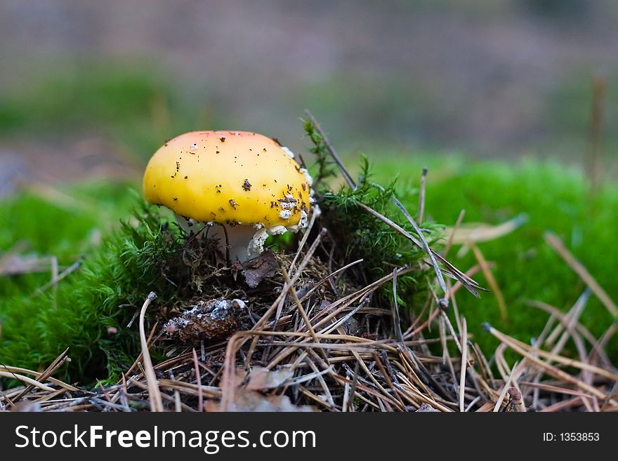 Mushroom which pierced forest leaves cover. Mushroom which pierced forest leaves cover