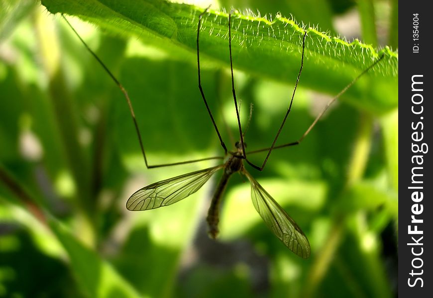 A daddy long legs insect on a leaf also known as the crane fly. A daddy long legs insect on a leaf also known as the crane fly.