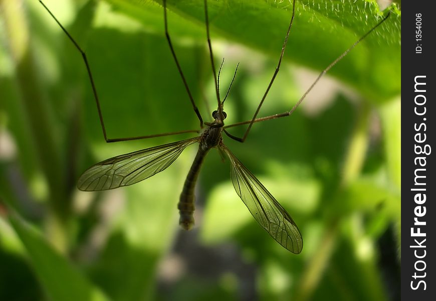 A daddy long legs insect on a leaf also known as the crane fly. A daddy long legs insect on a leaf also known as the crane fly.