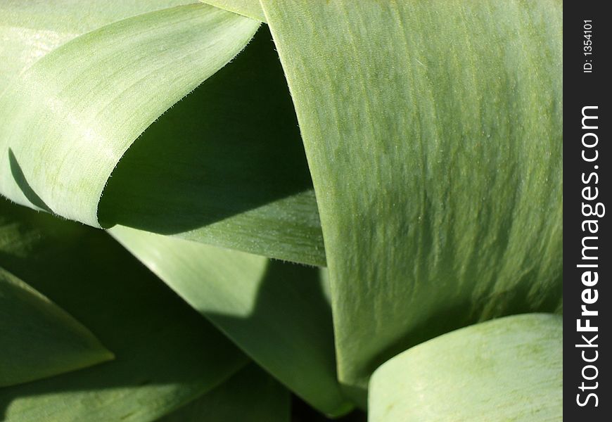 An image showing some very broad flat,green leaves. An image showing some very broad flat,green leaves.