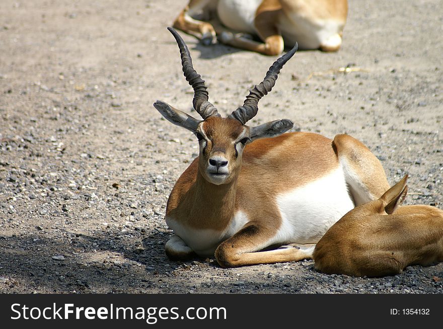 A beautiful oryx and it's fawn resting