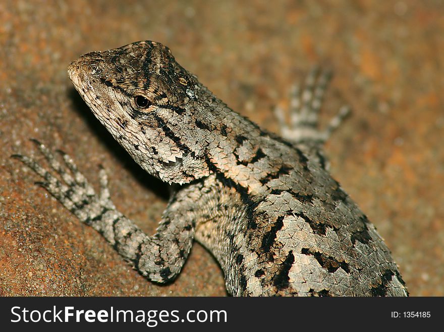 Close-up macro of an eastern fence lizard.