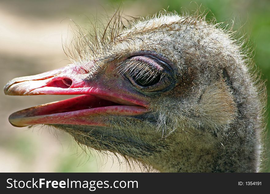 Close-up profile portrait of an ostrich. Close-up profile portrait of an ostrich