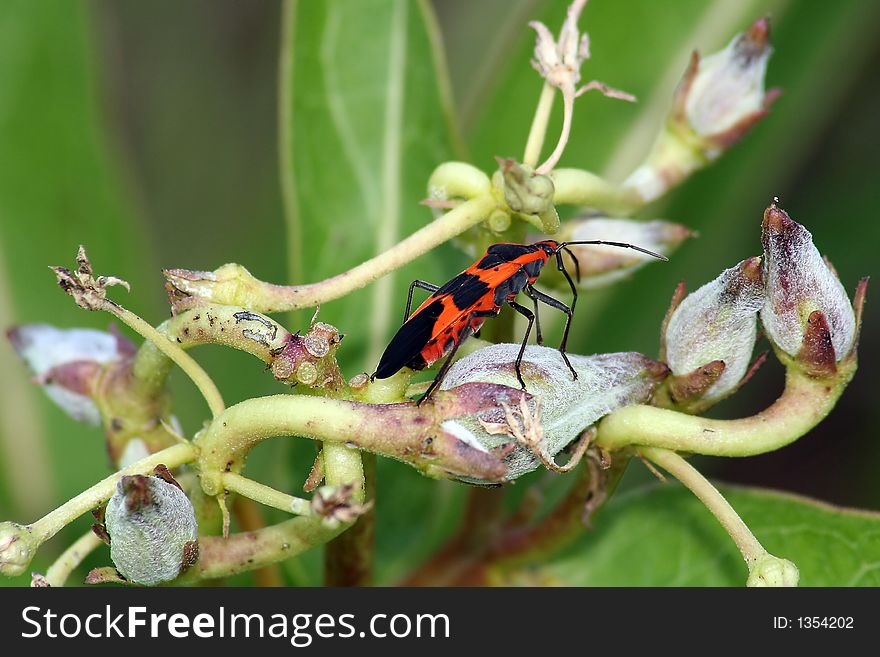 Milkweed Bug On Buds