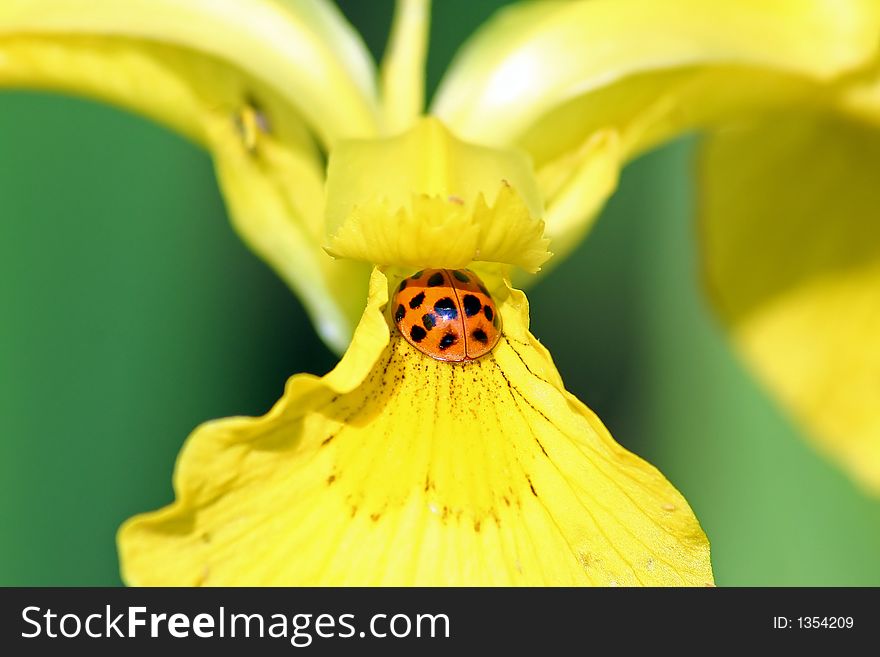 A ladybug hiding in an iris.