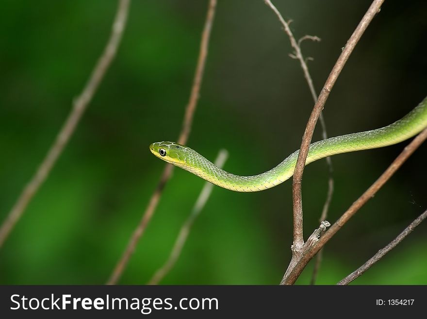 A snake moving through trees.