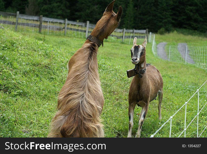 Two goats fighting each other. Two goats fighting each other