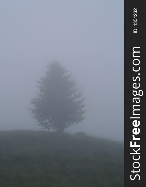 A fir tree in a misty weather. A fir tree in a misty weather