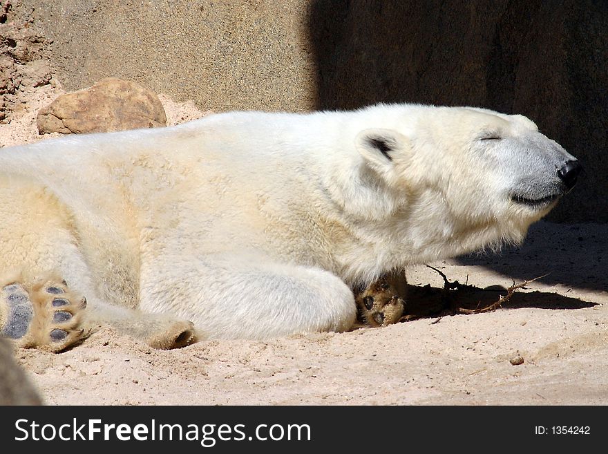 A polar bear looking warm and sleepy in the sunshine. A polar bear looking warm and sleepy in the sunshine