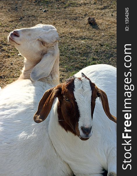 Two goats cuddled up and looking happy. Two goats cuddled up and looking happy