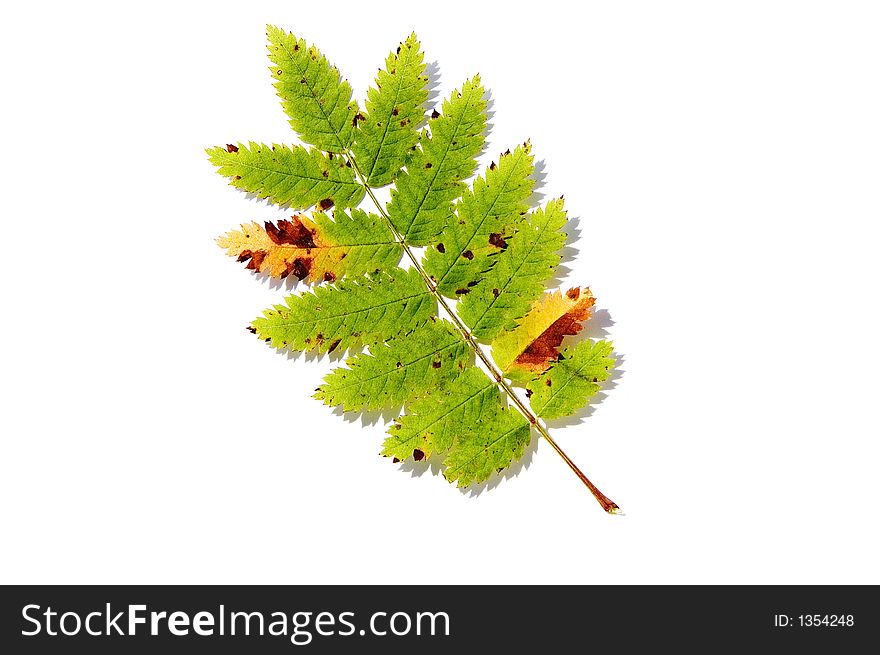 Autumn leaf isolated on white