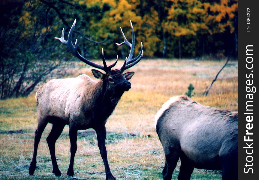 Bull elk sniffs the air during mating season in Rocky Mountain National Park. Bull elk sniffs the air during mating season in Rocky Mountain National Park.