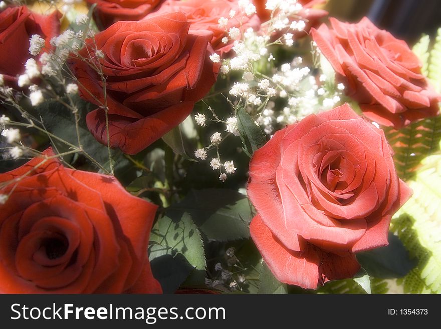 Bunch of red roses at sunlight