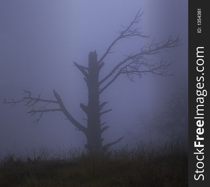 Old tree covered in fog in early October storm. Old tree covered in fog in early October storm