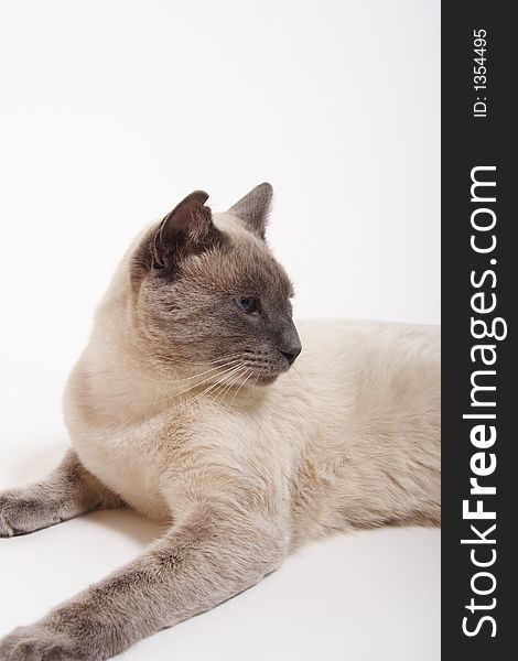 A purebred, male, lilac-point siamese cat with notched ear & slightly crossed blue eyes.