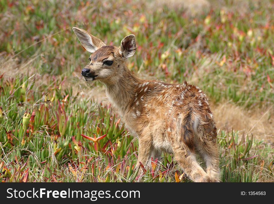 A young fawn watches for it's mother in Pacific Grove, California. A young fawn watches for it's mother in Pacific Grove, California.