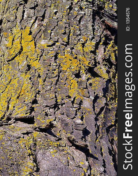 Closeup of Maple tree bark with moss