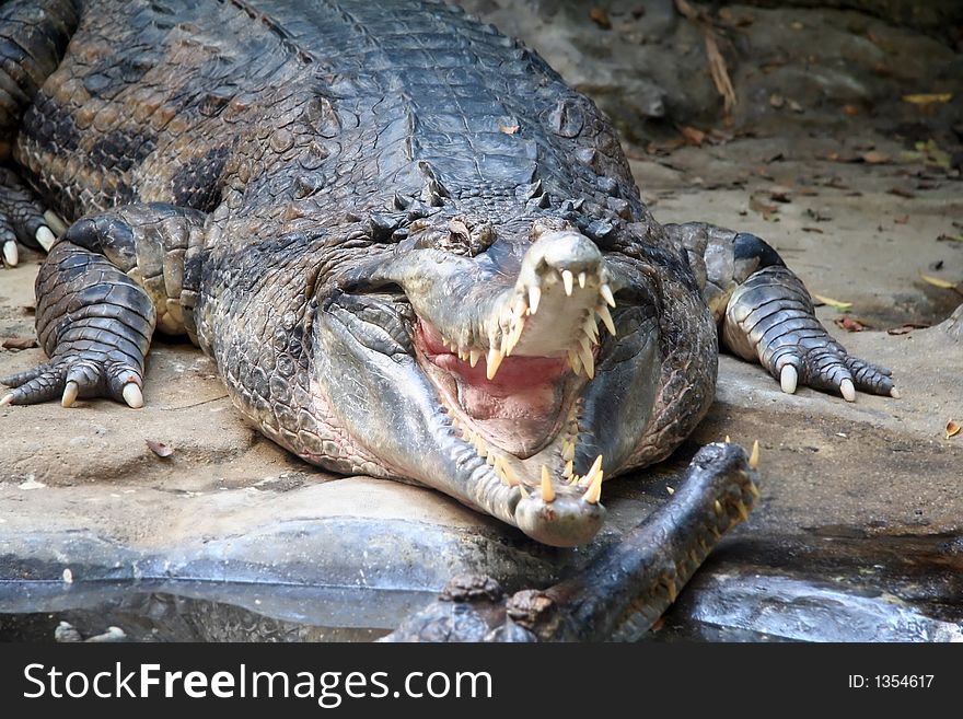 Alligator Ready to Snap Mouth