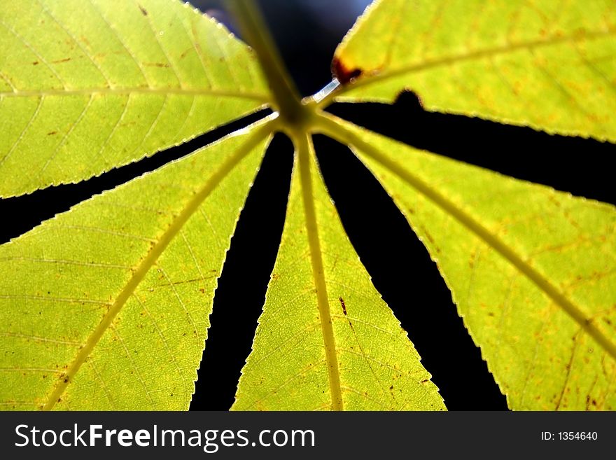 Close up view bright green colord leaf. Close up view bright green colord leaf