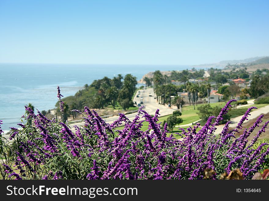 Flowers at a park facing Pacific Ocean. Flowers at a park facing Pacific Ocean