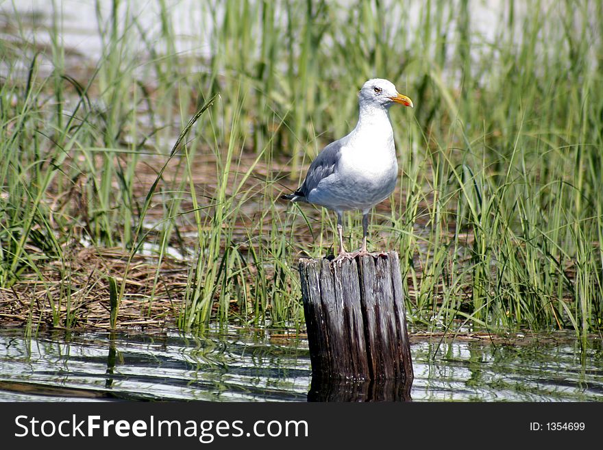 Seagull Perched on wood log in wetlands