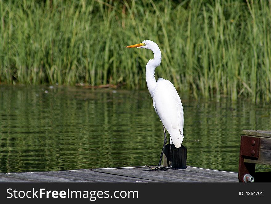 Great White Egret in Wetlands. Great White Egret in Wetlands