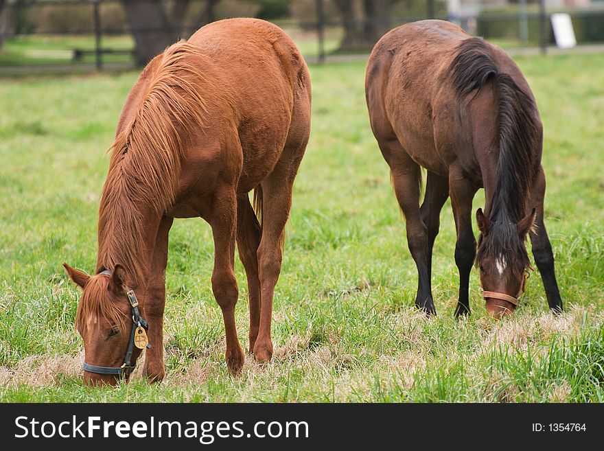 Two brown horses on a farm grazing. Two brown horses on a farm grazing