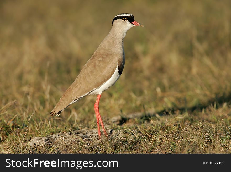 Crowned plover  (Vanellus co   ronatus) standing in grassland, Etosha National Park, Namibia
