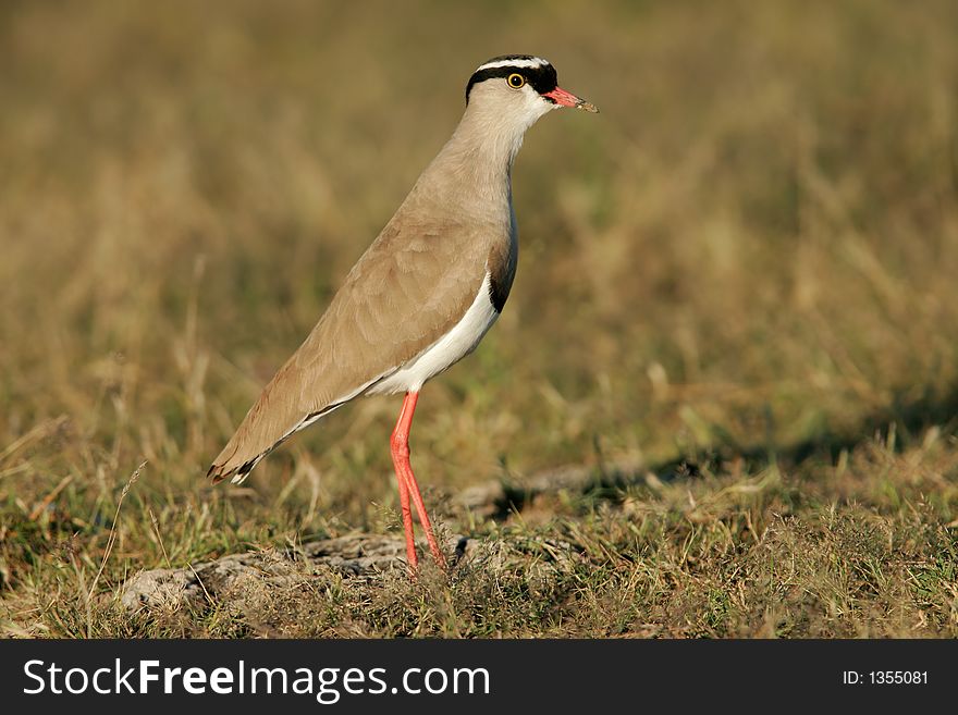 Crowned plover