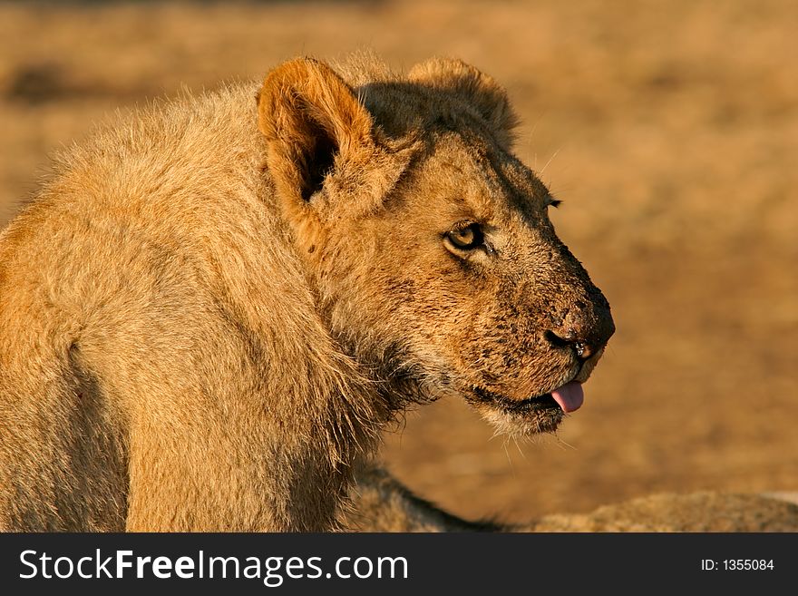 Young lion (Panthera leo) with dirty face after feeding, South Africa . Young lion (Panthera leo) with dirty face after feeding, South Africa