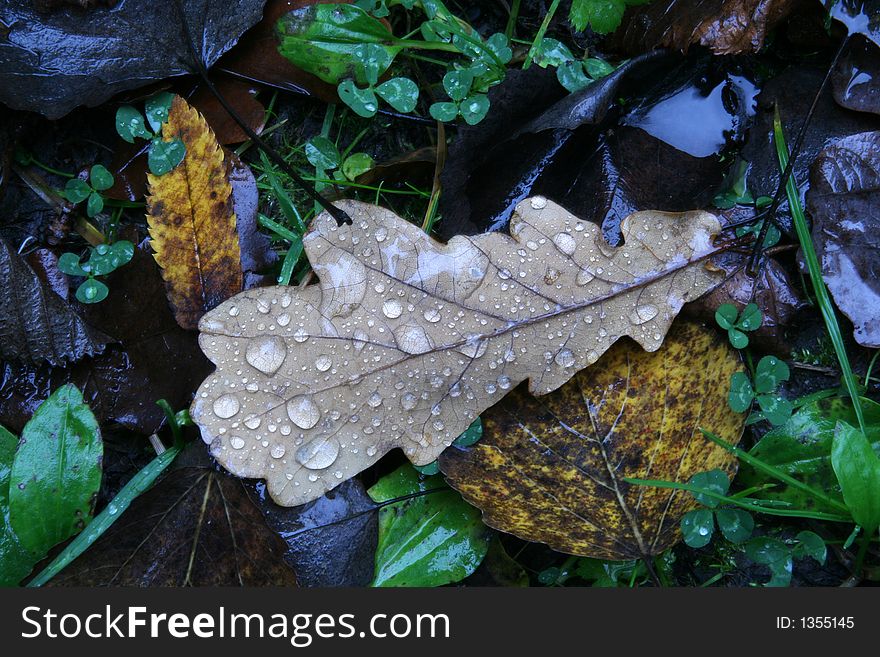 Brown Autumn Leaf with water on it. Brown Autumn Leaf with water on it.