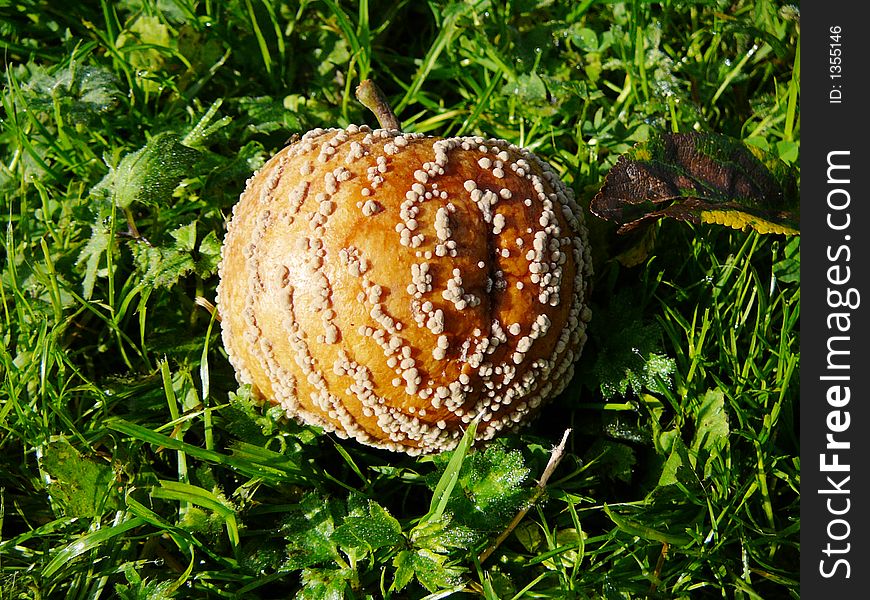 A molded apple, lying in the grass.
