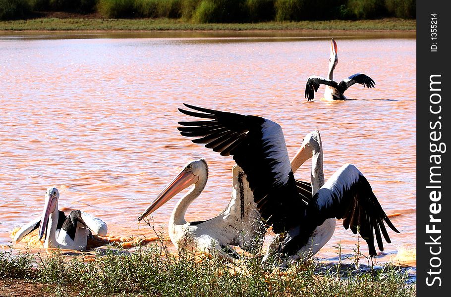 Pelicans enjoying their breakfast at Diamantina Lakes, Outback Queensland