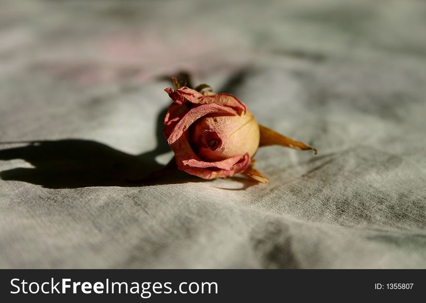 Dried pink rose on a soft pillow. Dried pink rose on a soft pillow