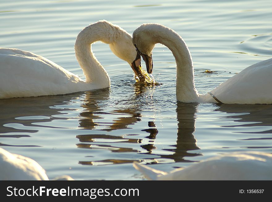 A photo of two swans butting heads. A photo of two swans butting heads.