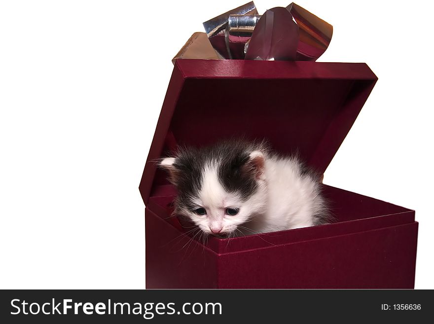 A little kitten sits in the gift packing