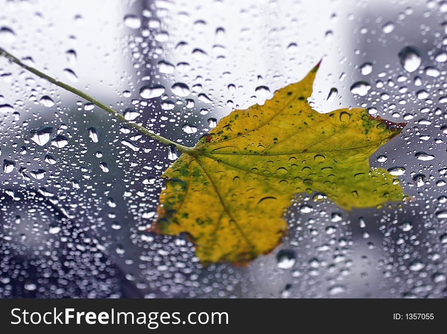 Fallen leaf on rainy day. Fallen leaf on rainy day