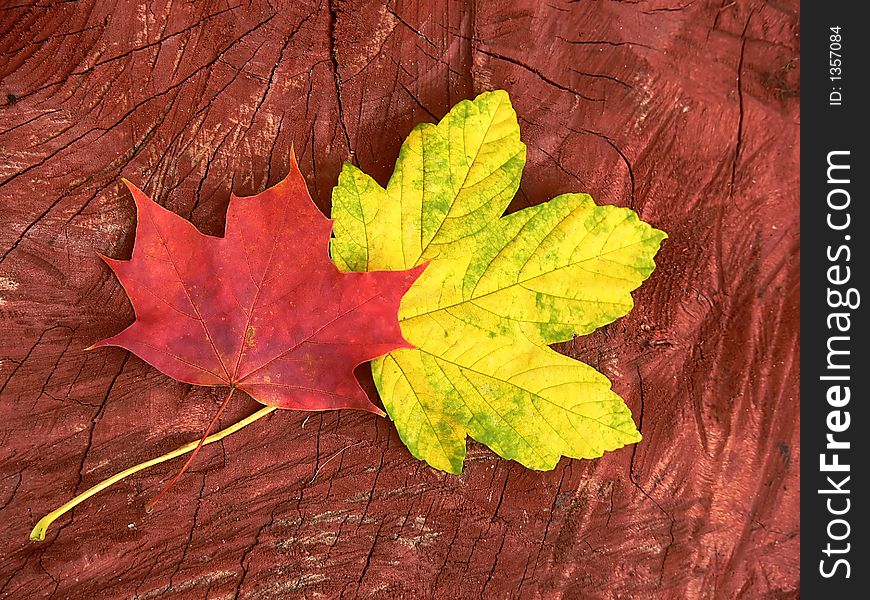 Autumn maple leaves against brown wooden background