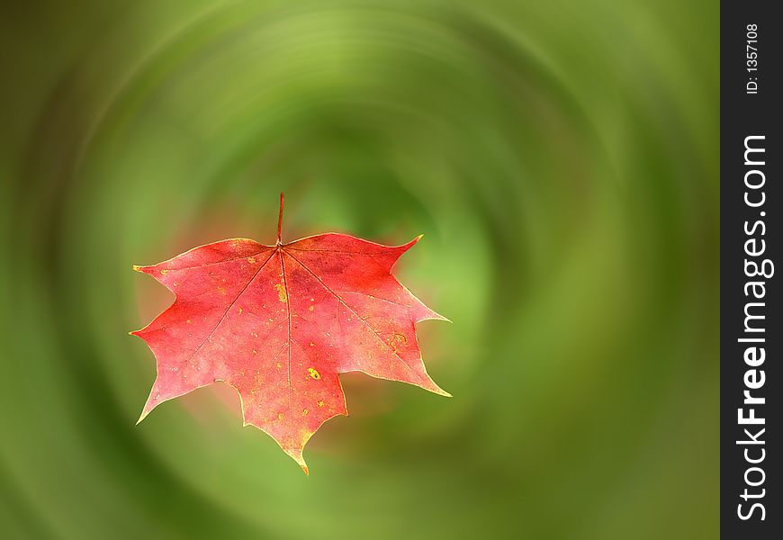 Red maple leaf against rippled green background