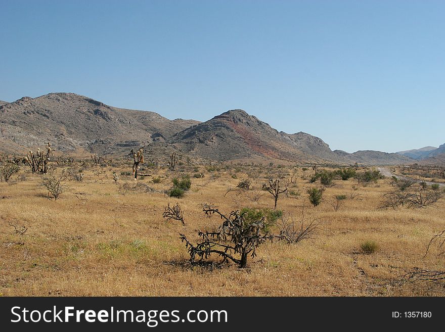 Natural desert vegetation and the mountains