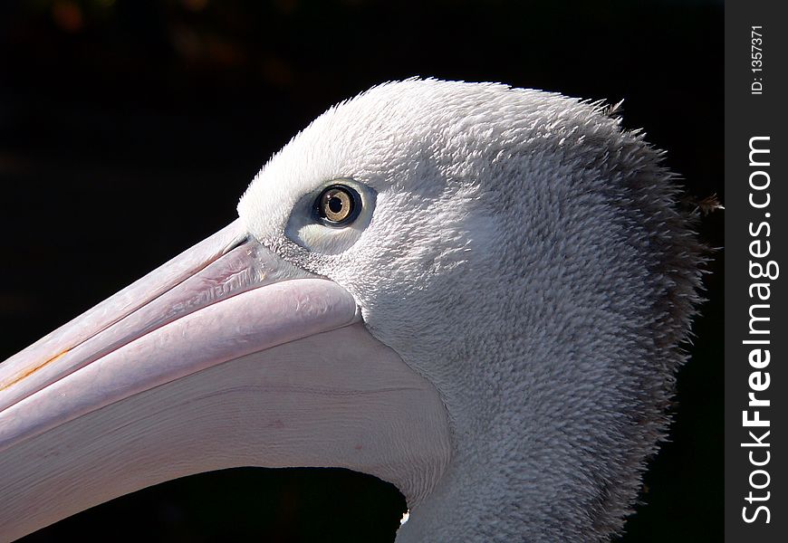 Portrait photo of an pelican