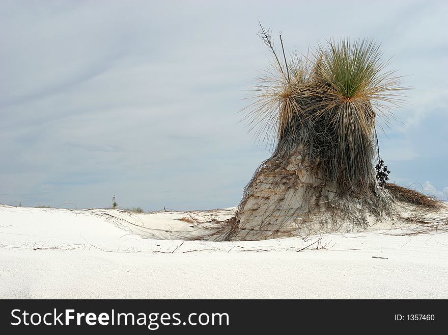 Desert Vegetation