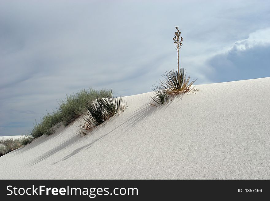 Desert Vegetation