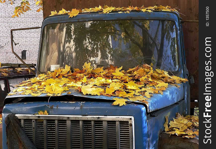 The old lorry in leaves of a maple