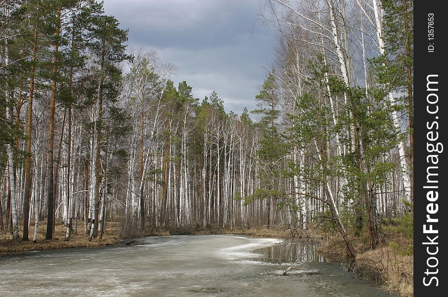 Russian Forest in Spring with snow