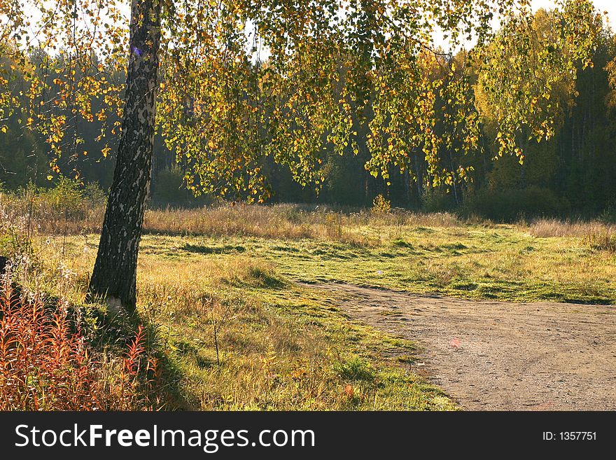 Russian forest at the autumn season