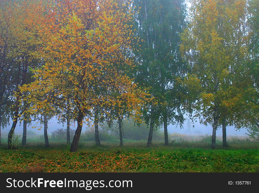 Russian forest at the autumn season